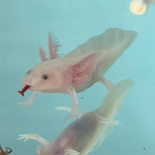 Load image into Gallery viewer, Baby Hypomelanistic Leucistic (Lucy) Axolotl