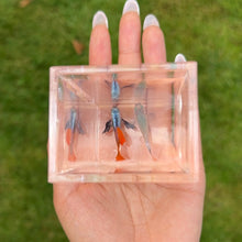 Load image into Gallery viewer, Dumbo Red Guppy Pair