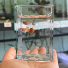 Load image into Gallery viewer, Magenta Glass Belly Guppy Pair