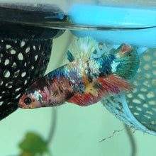 Load image into Gallery viewer, Rainbow Sparkle Candy Koi Female Betta | WYSIWYG