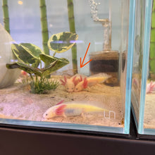 Load image into Gallery viewer, Bonded Baby GFP Lucy Axolotl Pair | WYSIWYG