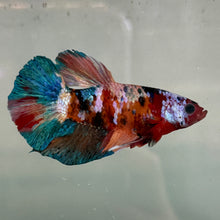 Load image into Gallery viewer, Galaxy Candy Koi Male Betta | WYSIWYG