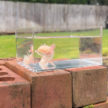 Load image into Gallery viewer, Albino Axolotl