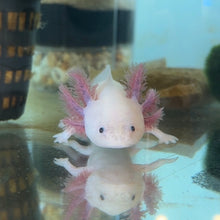 Cargar imagen en el visor de la galería, "Ducky" Baby Blue Gill Leucistic (Lucy) Axolotl | WYSIWYG