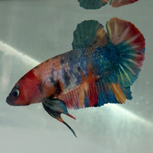 Load image into Gallery viewer, Rainbow Male Betta | WYSIWYG