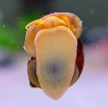 Load image into Gallery viewer, Magenta Mystery Snail