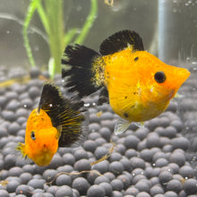 Load image into Gallery viewer, Sailfin Pikachu Balloon Molly Pair | WYSIWYG