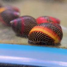 Load image into Gallery viewer, Red Racer Nerite Snail