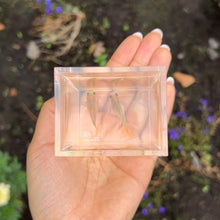 Load image into Gallery viewer, 2 Pregnant Banana Glass Belly Guppy Fish