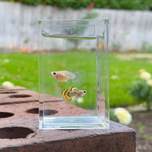 Load image into Gallery viewer, Cobra Mosaic Glass Belly Guppy Pair