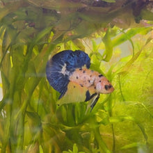 Load image into Gallery viewer, Blue & Yellow Candy Koi Male Betta | WYSIWYG