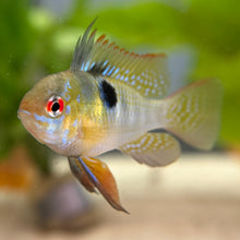 Cargar imagen en el visor de la galería, German Blue Ram Cichlid