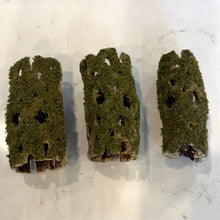 Cargar imagen en el visor de la galería, Christmas Moss on Medium Cholla Driftwood Tunnel Tubes (live plant attached)