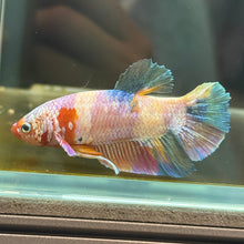 Load image into Gallery viewer, Pastel Dumbo Rainbow Candy Koi Male Betta | WYSIWYG