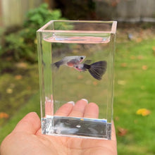 Load image into Gallery viewer, Black Skirt Glass Belly Guppy Pair