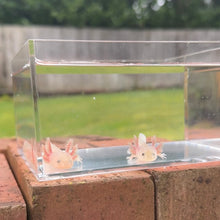 Cargar imagen en el visor de la galería, Axolotl Pair