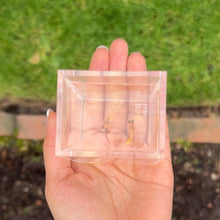 Load image into Gallery viewer, Ribboned Stardust Glass Belly Guppy Pair