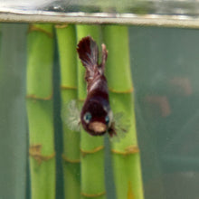 Load image into Gallery viewer, Lipstick Red Candy Koi Male Betta | WYSIWYG