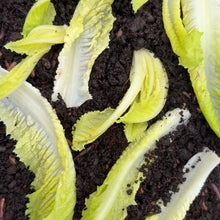 Load image into Gallery viewer, Night Crawlers | Live Organic Worms