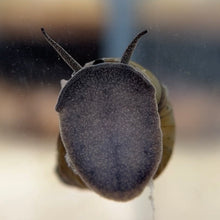 Cargar imagen en el visor de la galería, Japanese Trapdoor Snail (Viviparus malleattus)