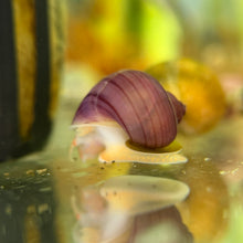 Load image into Gallery viewer, Magenta Mystery Snail