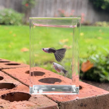 Load image into Gallery viewer, Black Skirt Glass Belly Guppy Pair