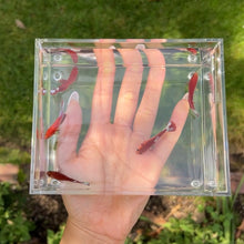 Load image into Gallery viewer, Red Star Betta Sorority Pack