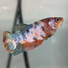 Load image into Gallery viewer, Milk Cow Candy Koi Female Betta | WYSIWYG