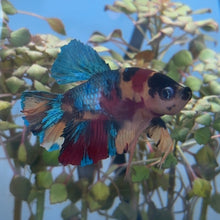 Cargar imagen en el visor de la galería, Candy Galaxy Male Betta | WYSIWYG