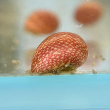 Cargar imagen en el visor de la galería, Pink Lady Nerite Snail