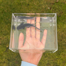 Cargar imagen en el visor de la galería, Axanthic Axolotl