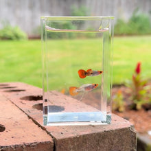 Load image into Gallery viewer, Ribboned Snakeskin Orange Koi Glass Belly Guppy Pair