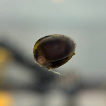 Load image into Gallery viewer, Tricolor Zebra Thorn Nerite Snail
