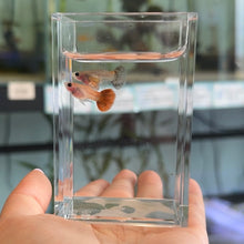Load image into Gallery viewer, Magenta Glass Belly Guppy Pair