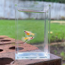 Load image into Gallery viewer, Ribboned Gold Glass Belly Guppy Pair