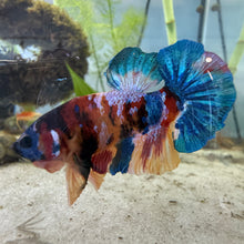 Cargar imagen en el visor de la galería, Primary Colors Candy Koi Male Betta | WYSIWYG