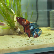 Load image into Gallery viewer, Rainbow Candy Koi Male Betta | WYSIWYG
