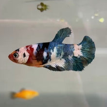 Load image into Gallery viewer, "Moo Moo" Cow Candy Koi Female Betta | WYSIWYG (Copy)