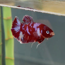 Load image into Gallery viewer, Lipstick Red Candy Koi Male Betta | WYSIWYG