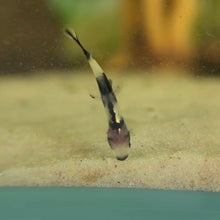 Cargar imagen en el visor de la galería, Panda Loach
