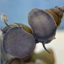 Cargar imagen en el visor de la galería, Japanese Trapdoor Snail Breeding Pair