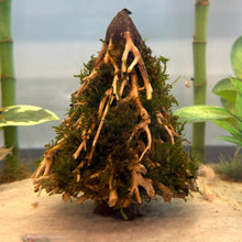 Load image into Gallery viewer, Christmas Moss on Small Christmas Tree Bonsai (live plant attached)