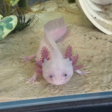 Cargar imagen en el visor de la galería, "Melody" Female Leucistic (Lucy) Axolotl | WYSIWYG