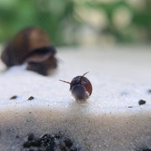 Load image into Gallery viewer, Blueberry Snail Pair