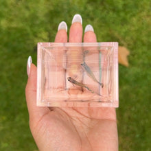 Load image into Gallery viewer, Yellow Tiger Mosaic Glass Belly Guppy Pair