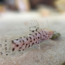 Cargar imagen en el visor de la galería, Albino Hoplo Catfish