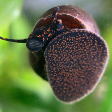 Load image into Gallery viewer, Blueberry Snail Breeding Pair