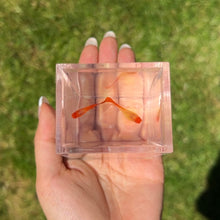 Load image into Gallery viewer, Albino Orange Koi Glass Belly Guppy Pair