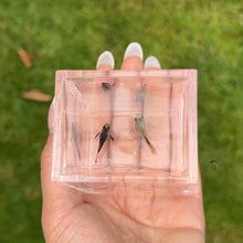 Load image into Gallery viewer, Short Dragon Mosaic Glass Belly Guppy Pair