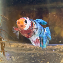 Load image into Gallery viewer, Rainbow Koi Galaxy Female Betta | WYSIWYG